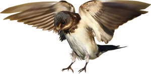 Juv Swallow in flight