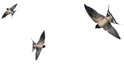 Barn Swallows in Flight